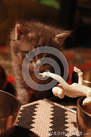 Kitten and doll Stock Photo