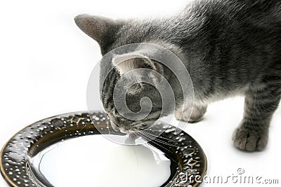 Kitten Drinking Stock Photo