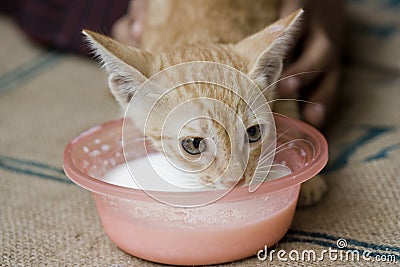 Kitten drinking milk Stock Photo