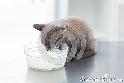 Kitten drinking milk from bowl Stock Photo