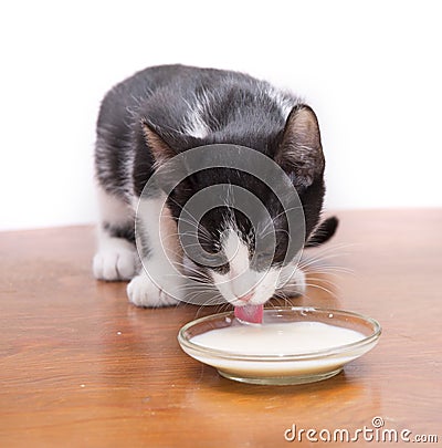 Kitten drinking milk Stock Photo