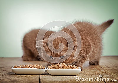 Kitten eating cats food Stock Photo