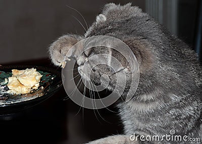 Kitten eats cake. The cat eats the sweets. The blue kitten Stock Photo