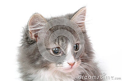 Kitten face Stock Photo