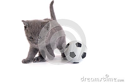 Kitten and a football on a white background Stock Photo