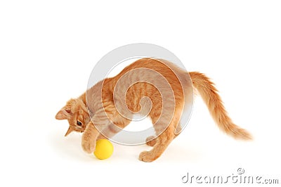 Kitten funny red catch ball Stock Photo