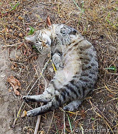 Kitten in garden Stock Photo