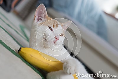 Kitten ginger white holding banana funny close-up playing Stock Photo