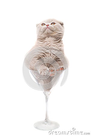 Kitten in a glass. Stock Photo