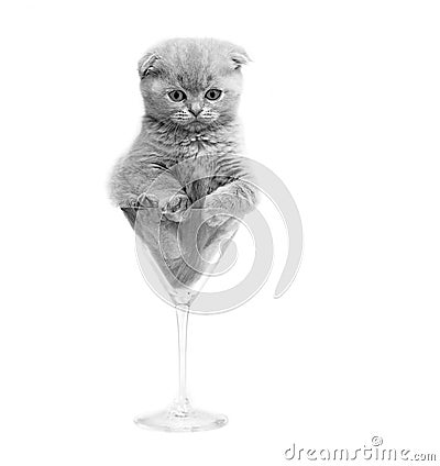 Kitten in a glass. Stock Photo