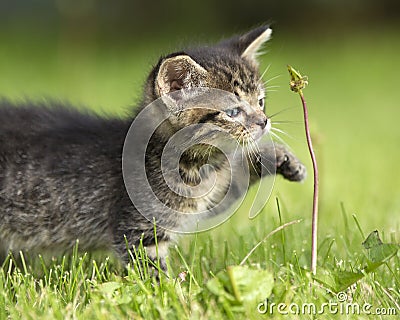 Kitten Stock Photo