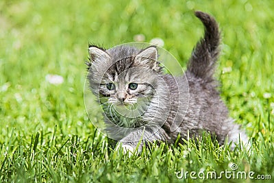 Kitten in the green grass Stock Photo