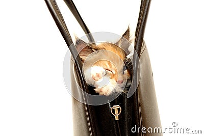 Kitten in handbag isolated on white Stock Photo