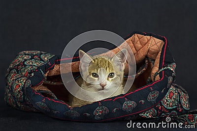 Kitten in a Handbag Stock Photo