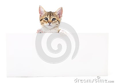 Kitten hanging over blank Stock Photo