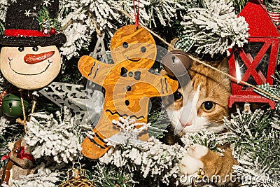 Kitten Hiding in Christmas Tree Stock Photo
