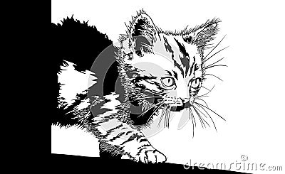 Kitten illustration art animals pets Vector Illustration