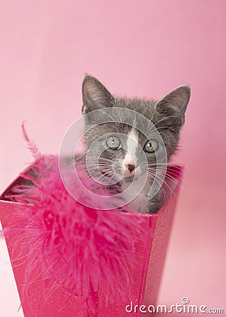 Gray and white kitten pink box, pink background. Stock Photo