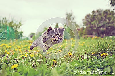 Kitten is jumping Stock Photo