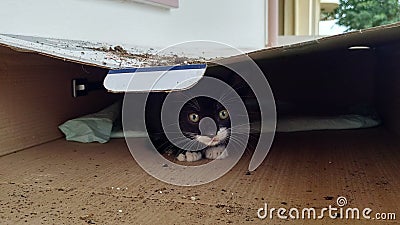 Kitten Stock Photo