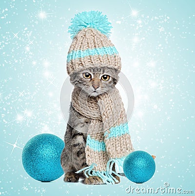 Kitten in knitted scarf and hat with christmas decorations Stock Photo