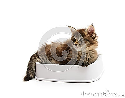 The kitten lies in a bowl Stock Photo