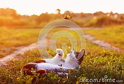 kitten lies on summer Sunny meadow in green grass and catches paw flying bright butterfly Stock Photo