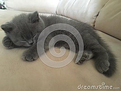 Kitten Stock Photo