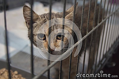 Kitten looked out of the cage at the shelter Stock Photo