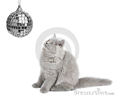 Kitten looking at christmas ball isolated Stock Photo