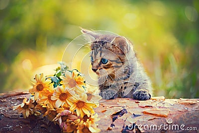 Kitten looking at flowers Stock Photo