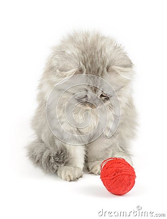 Kitten looking at red clew Stock Photo