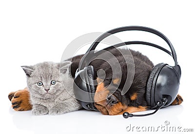 Kitten lying with sleeping Bordeaux puppy listening to music on Stock Photo