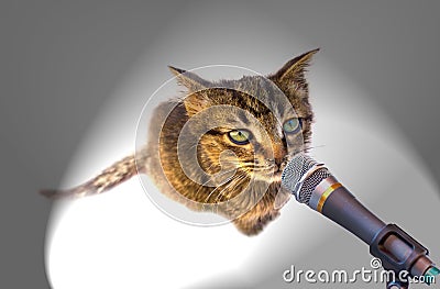 Kitten with microphone Stock Photo