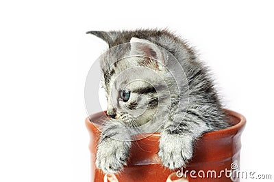 Kitten in a milkjug Stock Photo
