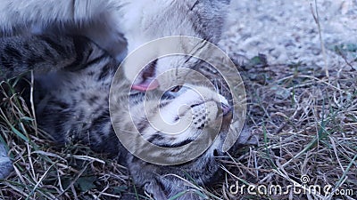 Kitten and mother portrait Stock Photo