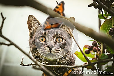 A kitten in nature hunts a butterfly. Stock Photo