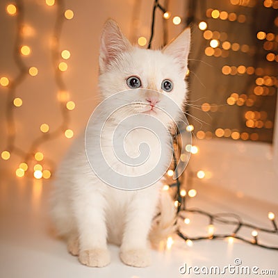 Kitten on new year background Stock Photo