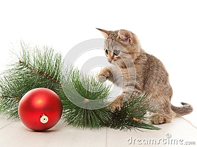 Kitten with a new year ball Stock Photo