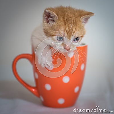 Kitten in orange cup Stock Photo