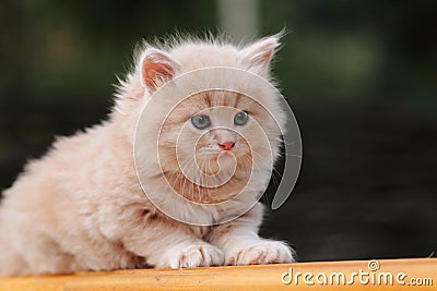 Kitten in packet Stock Photo