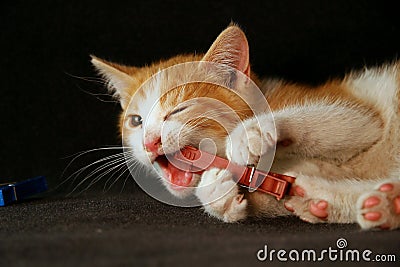 Kitten playing with Clothespin Stock Photo