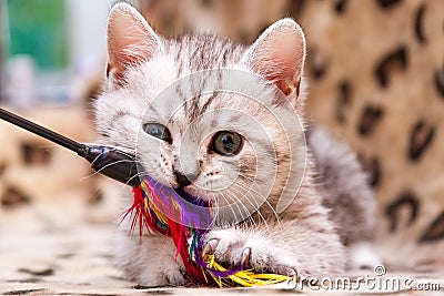 Kitten playing with feather wand, small British kitten gray white color chews cat toy Stock Photo