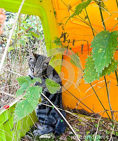 Kitten playing in garden Stock Photo