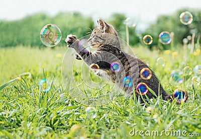 Kitten playing with soap bubbles Stock Photo