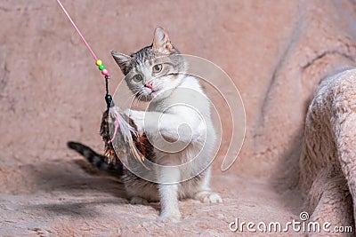 kitten is playing with a toy with feathers on a sofa covered with a beige faux fur rug Stock Photo