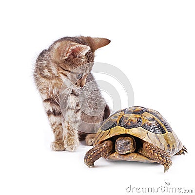 Kitten playing with turtle Stock Photo