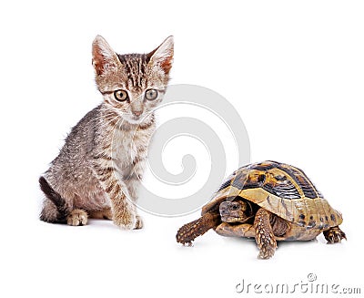 Kitten playing with turtle Stock Photo