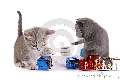 The kitten plays with gifts Stock Photo