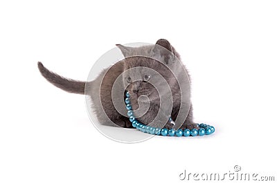 kitten plays on a white background Stock Photo